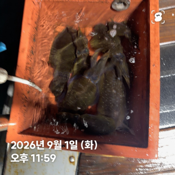 신신낚시 강구점 신신호_사진_20260902_7.jpg
