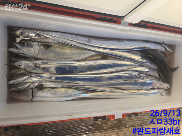 완도파랑새호(블루버드)_사진_20260913_19.jpg