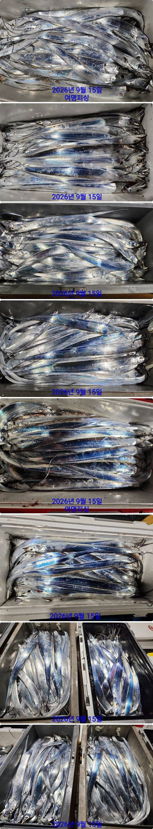 15일갈치하1.jpg