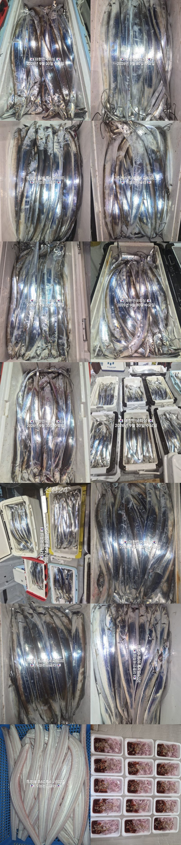 갈치2.jpg