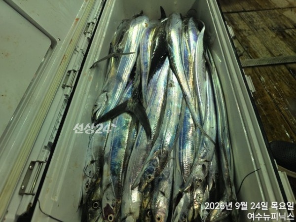 9월24일갈치 (24).jpg