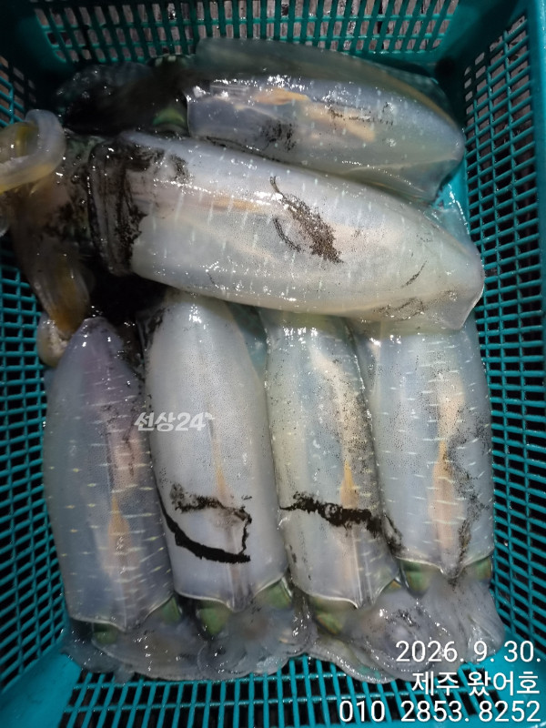 제주왔어호_사진_20260930_2.jpg