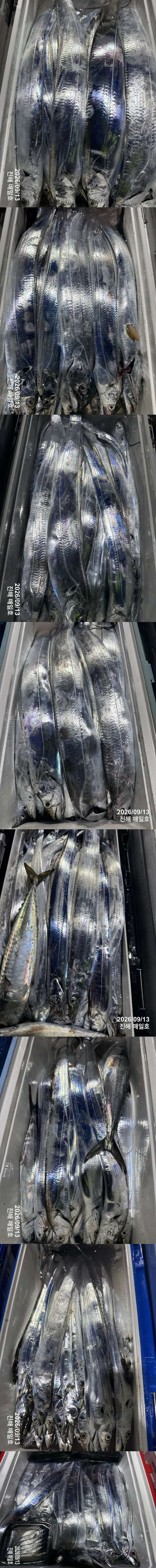 갈치3.jpg