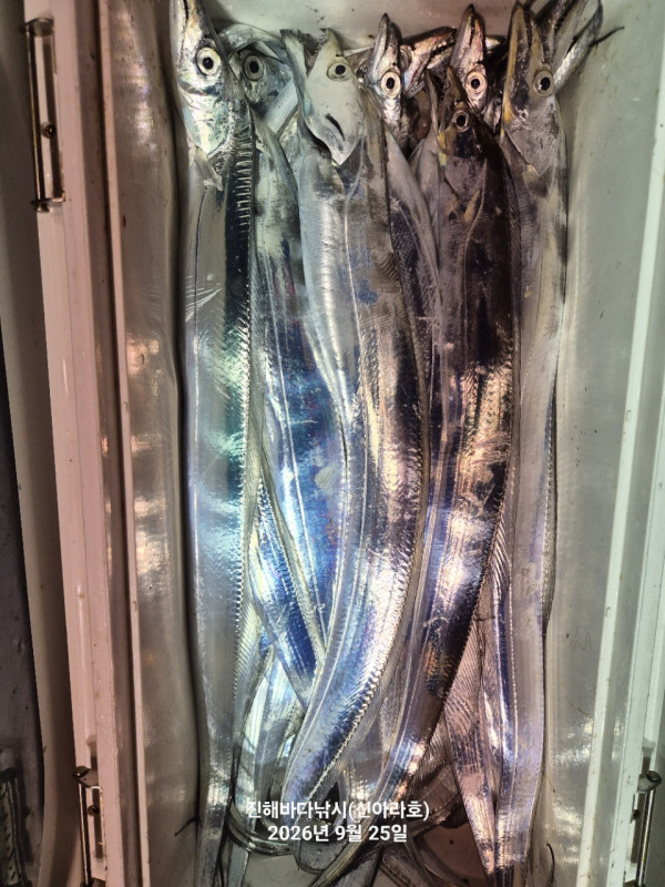 신아라호 한치 칼치 오징어_사진_20260925_12.jpg