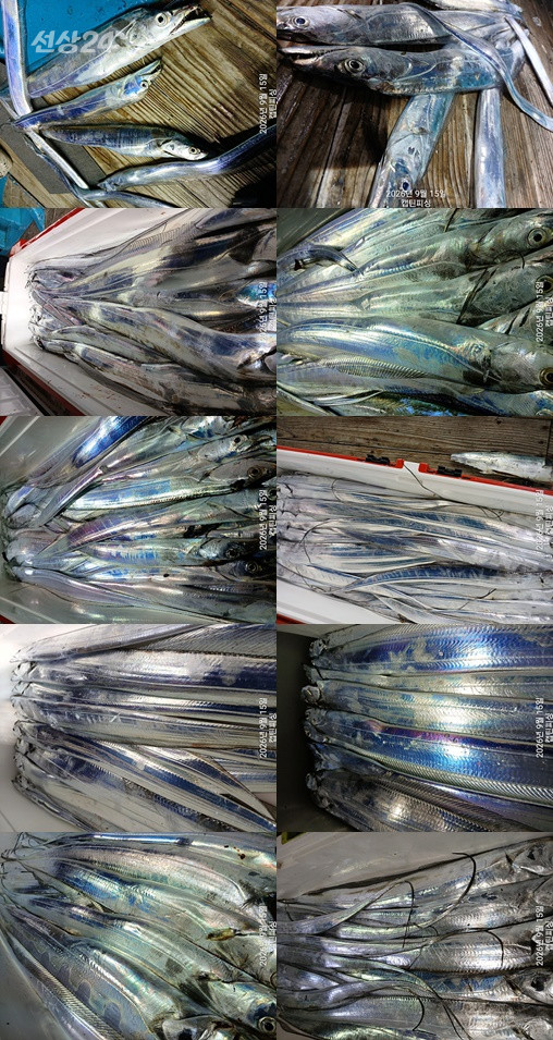15dlf5.jpg