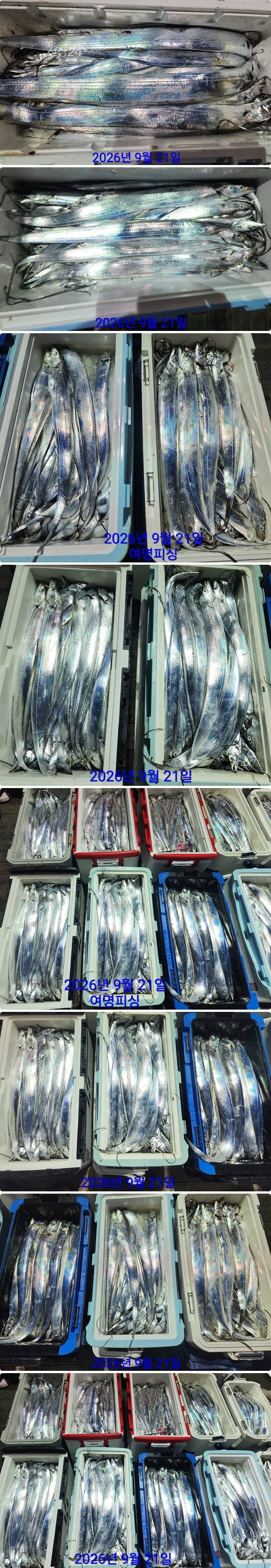 21일갈치하.jpg