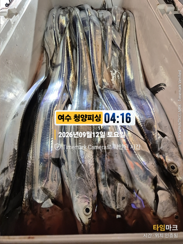 2026-09-12 04.16.05__(제목-여수 청양피싱).jpg