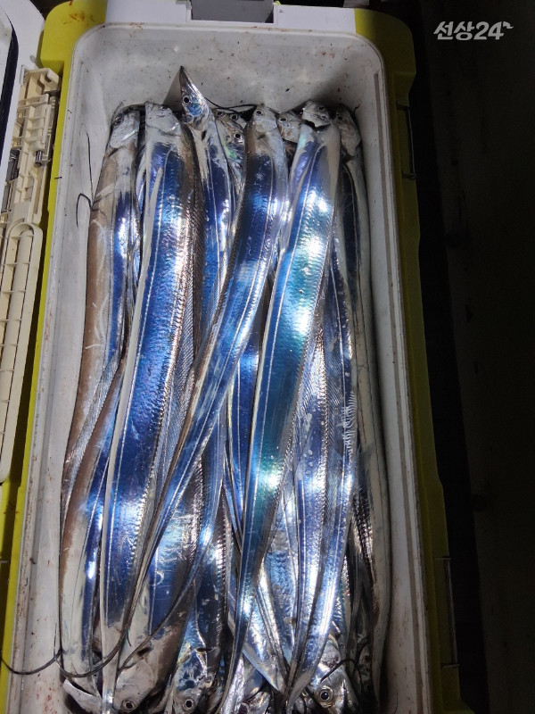 1004피싱_사진_20260919_2.jpeg