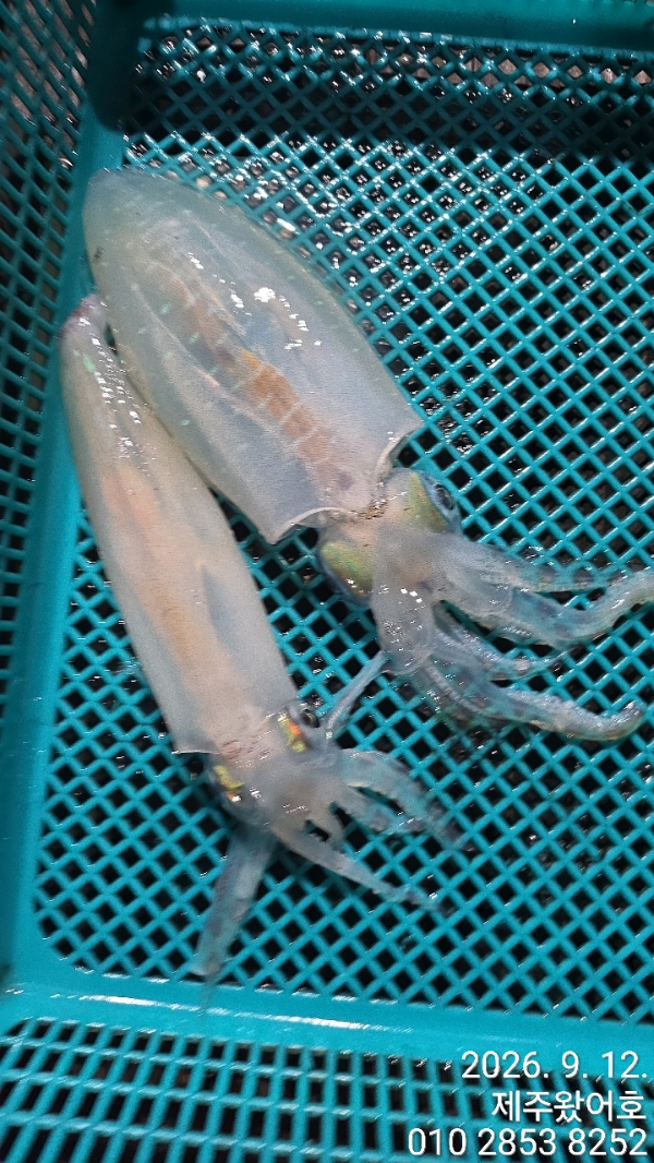 제주왔어호_사진_20260913_9.jpg