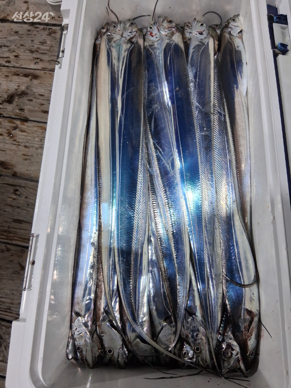 1004피싱_사진_20260919_8.jpeg