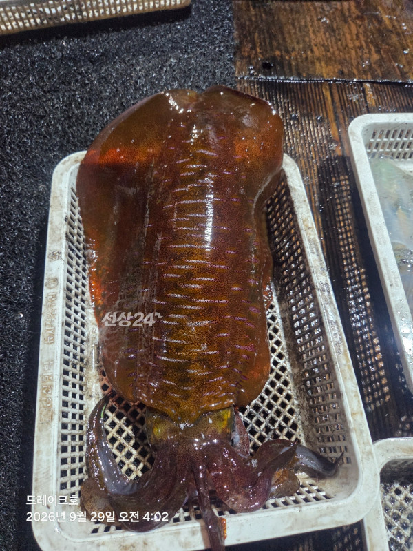 27005.jpg