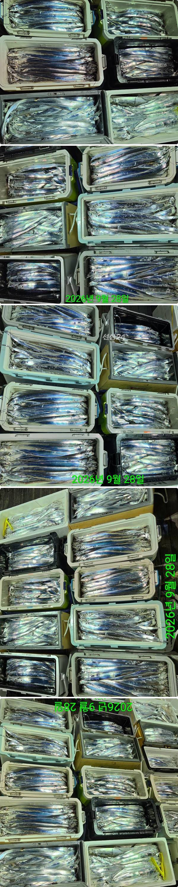 28일갈치하1.jpg