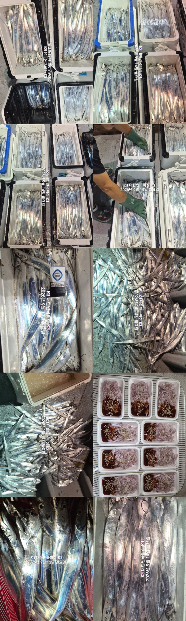 갈치2.jpg