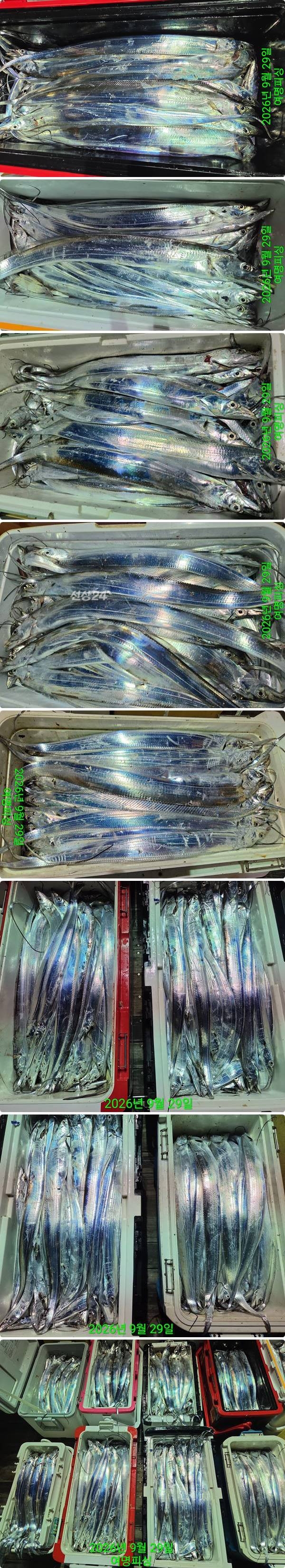 29일갈치하1.jpg