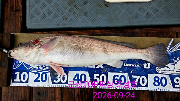 33518.jpg