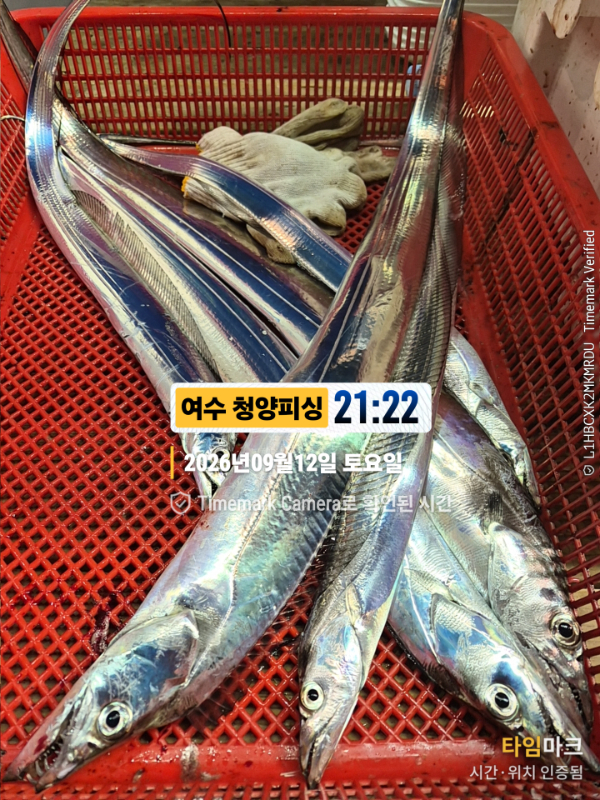 2026-09-12 21.22.46__(제목-여수 청양피싱).jpg
