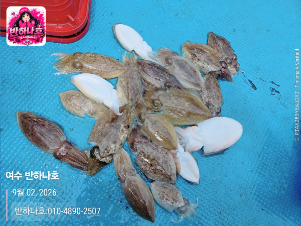 2026-09-02 12.22.11__(제목-여수 반하나호)_(반하나호-010-4890-2507).jpg