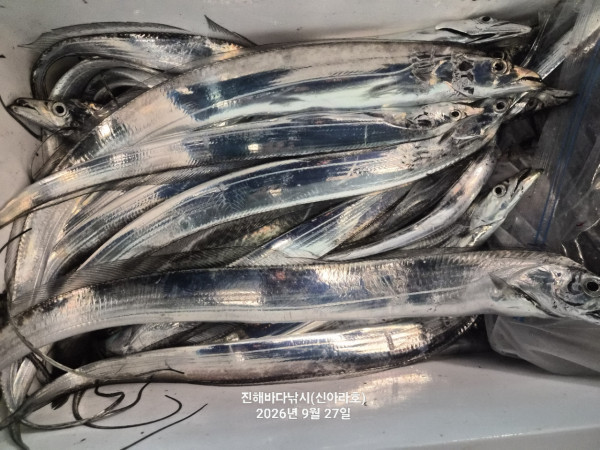 신아라호 한치 칼치 오징어_사진_20260927_17.jpg