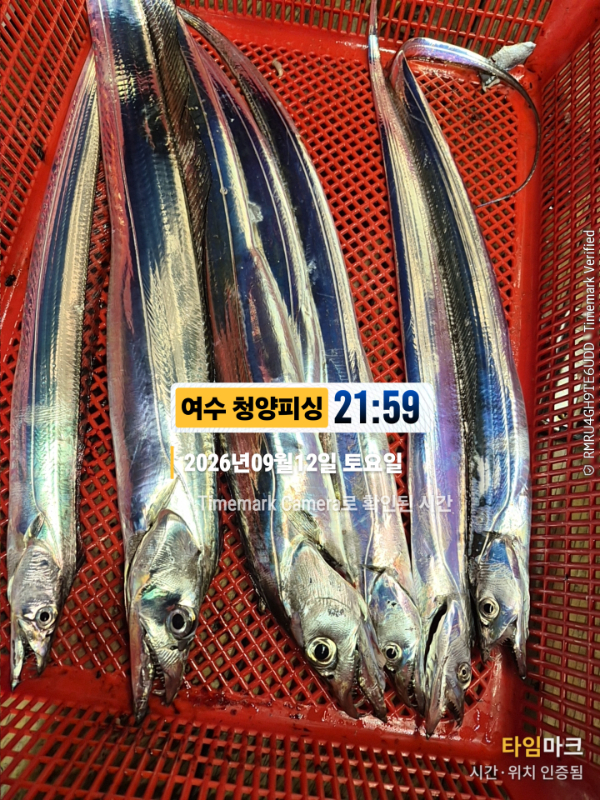 2026-09-12 21.59.42__(제목-여수 청양피싱).jpg