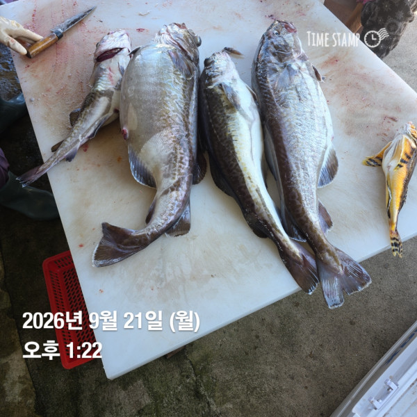 공현진낚시마트(돌핀호)_사진_20260921_9.jpeg