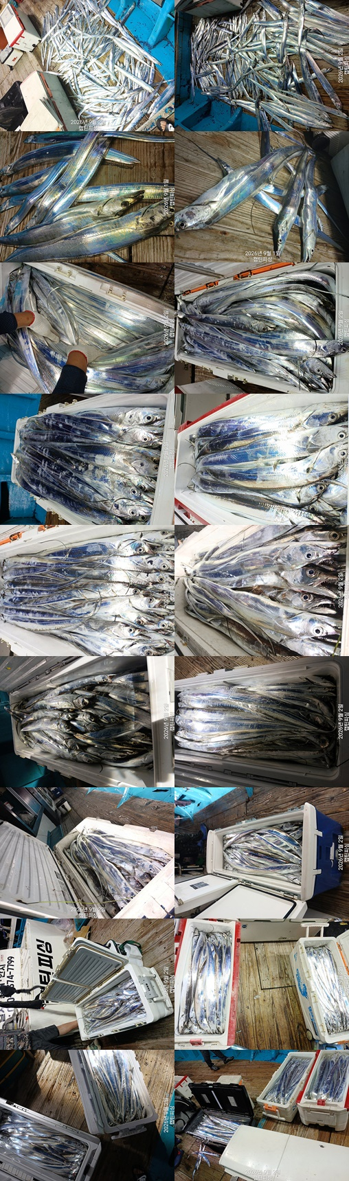 2dlf5.jpg