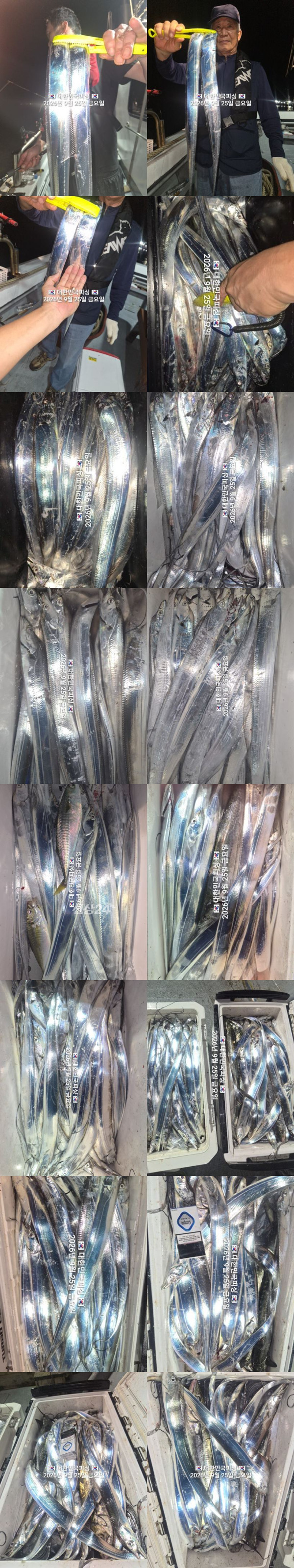 갈치1.jpg