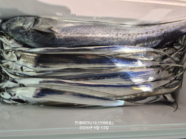 신아라호 한치 칼치 오징어_사진_20260913_15.jpg