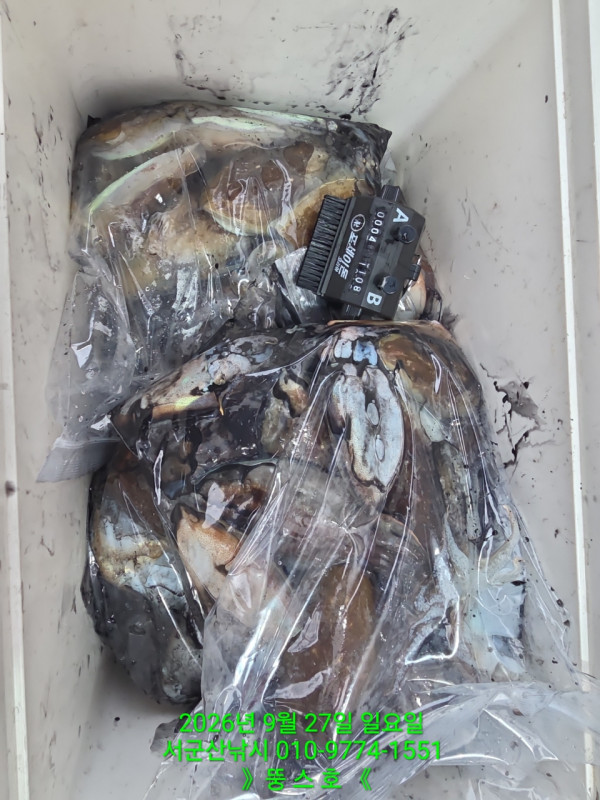 군산 선상낚시, 바다낚시 출조 전문 ☆서군산낚시☆_사진_20260927_5.jpg