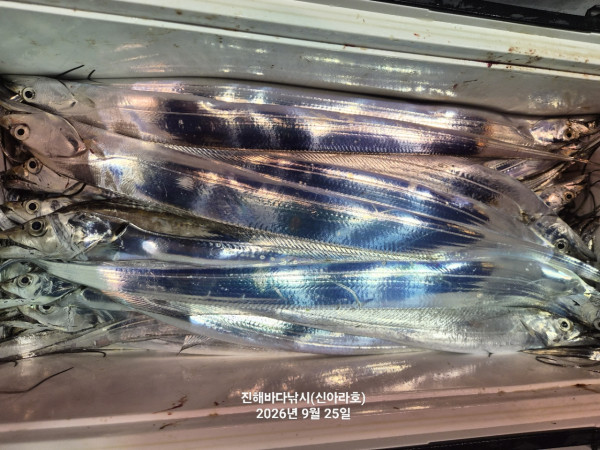 신아라호 한치 칼치 오징어_사진_20260925_9.jpg