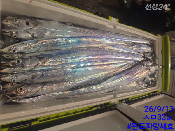 완도파랑새호(블루버드)_사진_20260913_1.jpg