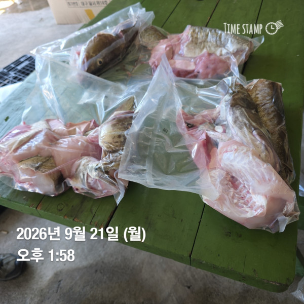 공현진낚시마트(돌핀호)_사진_20260921_11.jpeg
