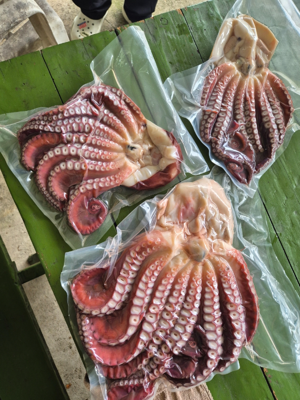 공현진낚시마트(돌핀호)_사진_20260912_18.jpeg
