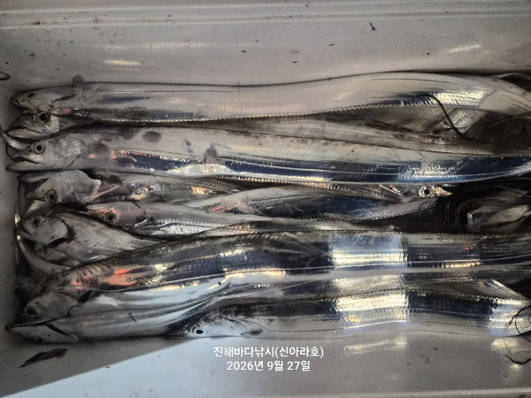 신아라호 한치 칼치 오징어_사진_20260927_15.jpg