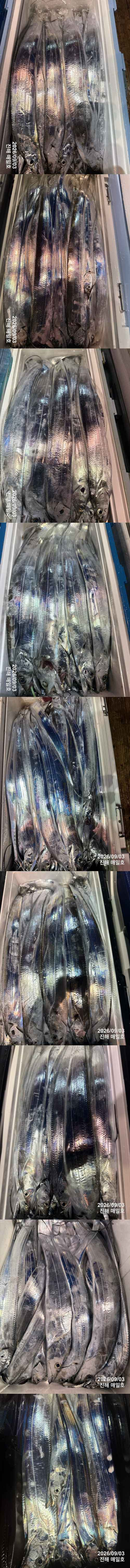 갈치2.jpg