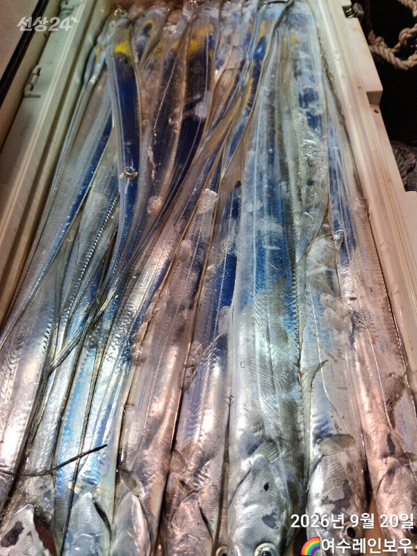 ♡여수레인보우♡갈치_열기_한치_갑오징어__사진_20260920_5.jpg