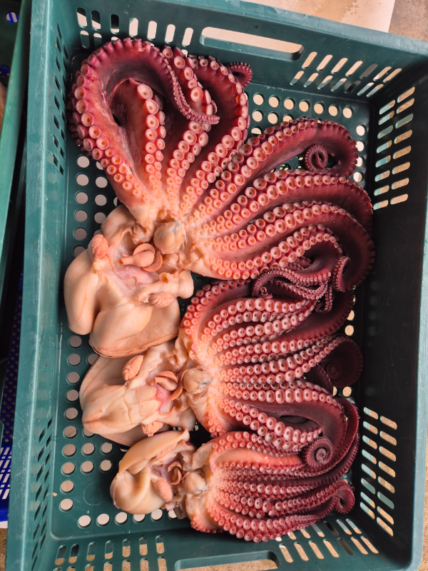 공현진낚시마트(돌핀호)_사진_20260912_15.jpeg