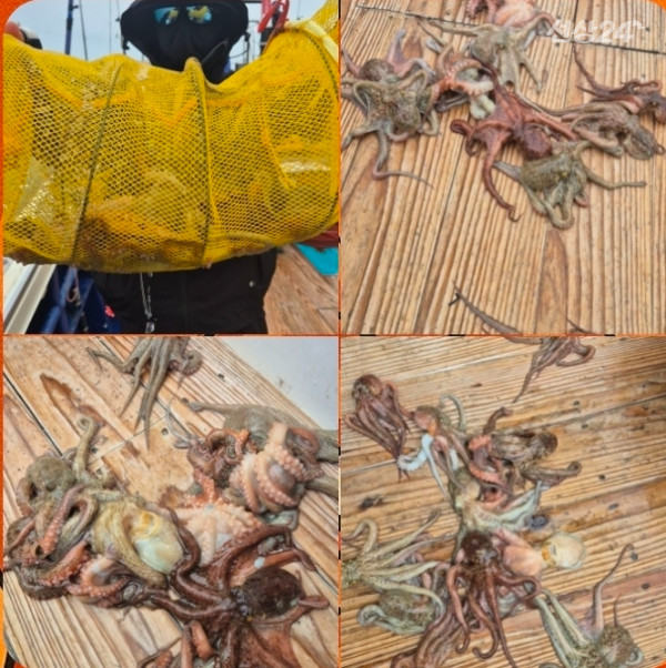 ♡ 여수 빅보스 ♡문어,갑오징어,쭈꾸미,타이라바(참돔)_사진_20260918_16.jpg