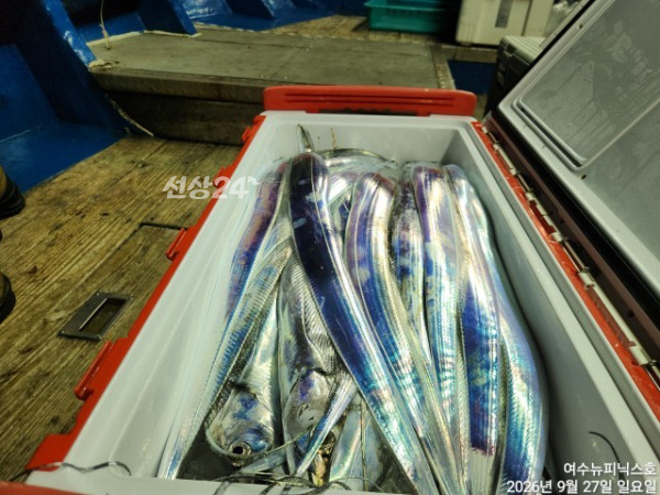 9월27일갈치 (26).jpg
