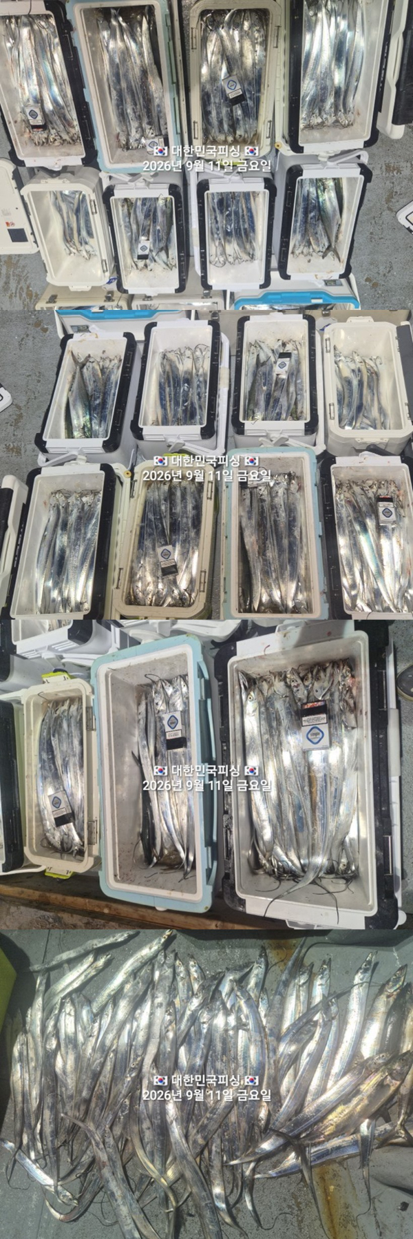 갈치3.jpg