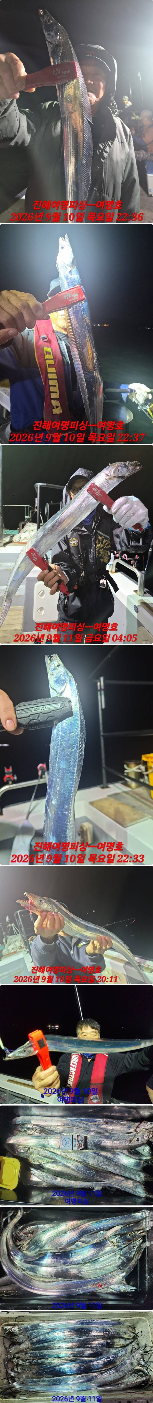 11일갈치중.jpg