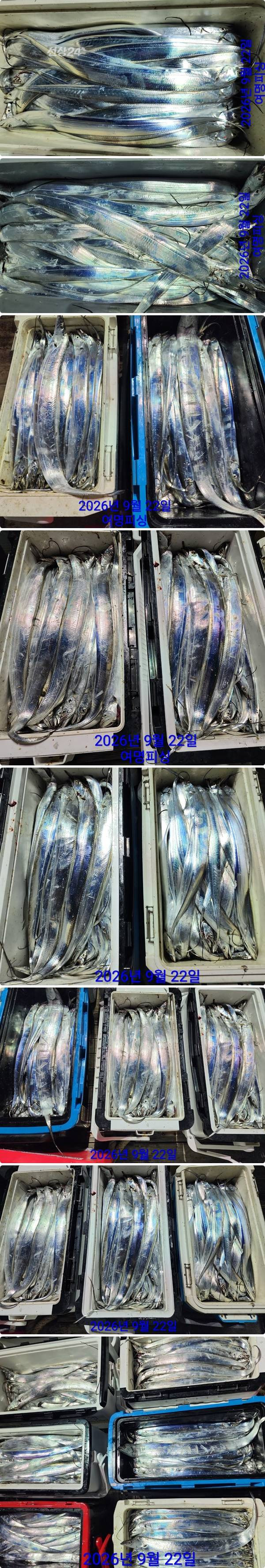 22일갈치하1.jpg