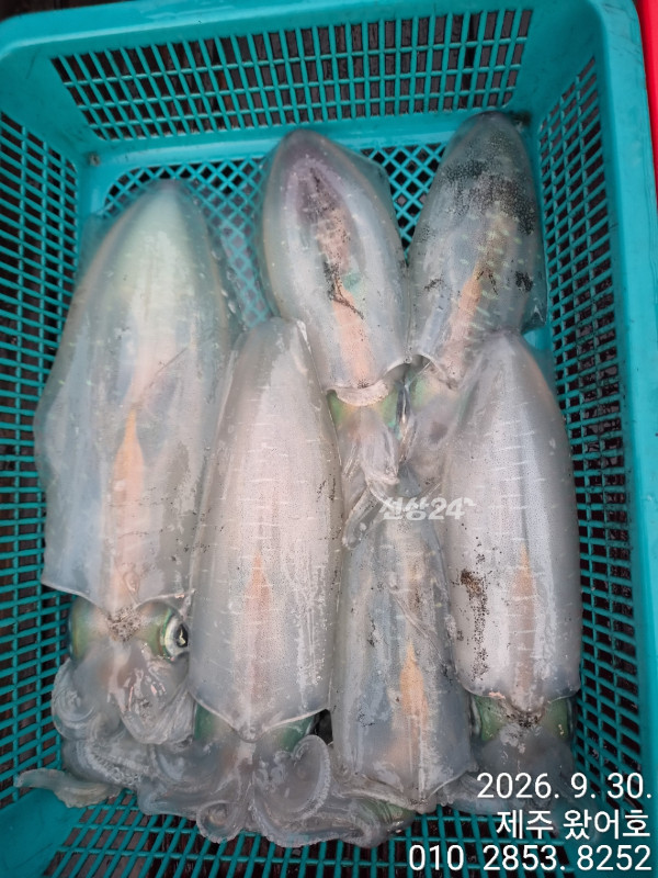 제주왔어호_사진_20260930_8.jpg
