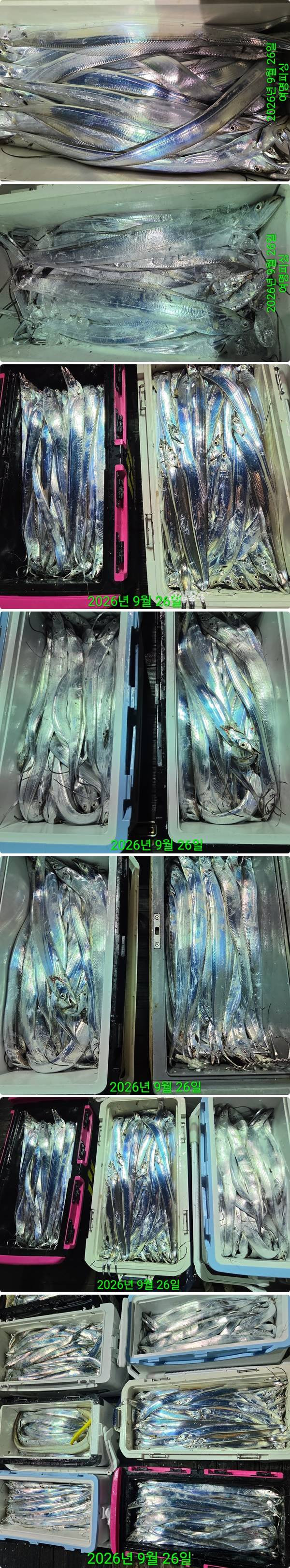26일갈치하1.jpg