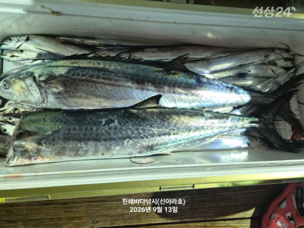 신아라호 한치 칼치 오징어_사진_20260913_16.jpg