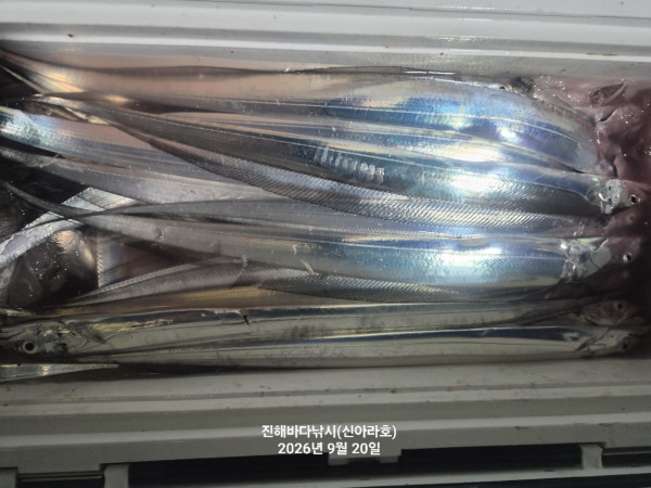 신아라호 한치 칼치 오징어_사진_20260920_4.jpg
