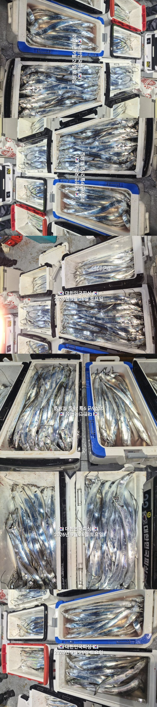 갈치2.jpg