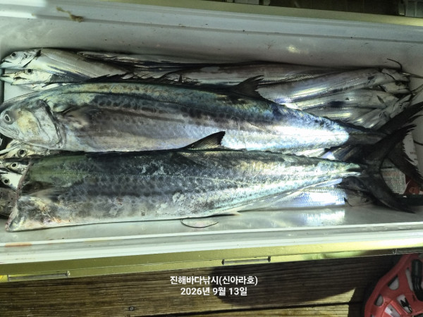 신아라호 한치 칼치 오징어_사진_20260913_16.jpg