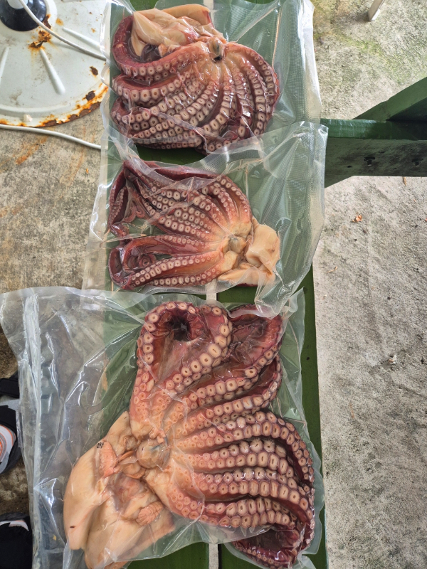 공현진낚시마트(돌핀호)_사진_20260912_20.jpeg
