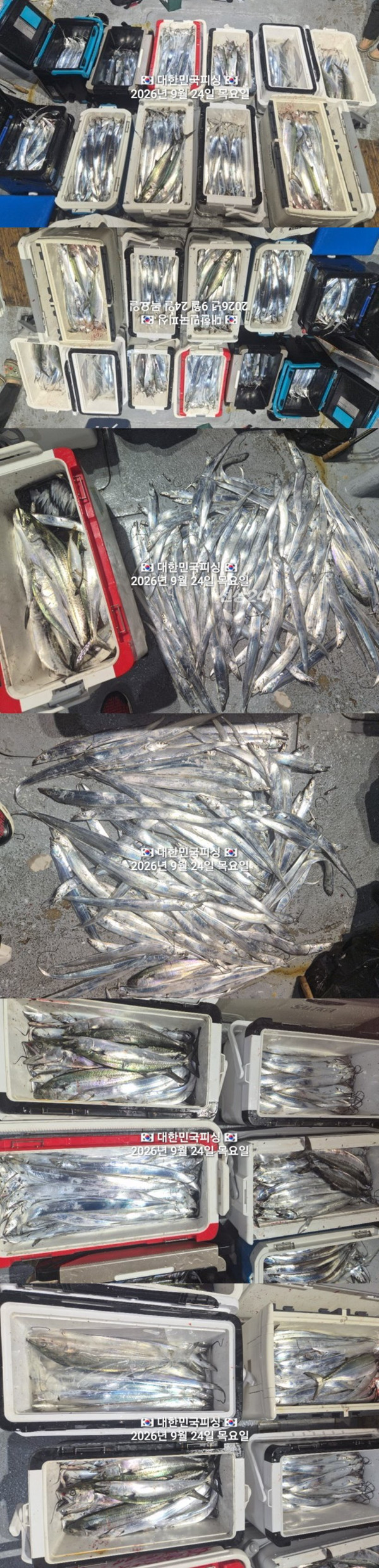 갈치2.jpg