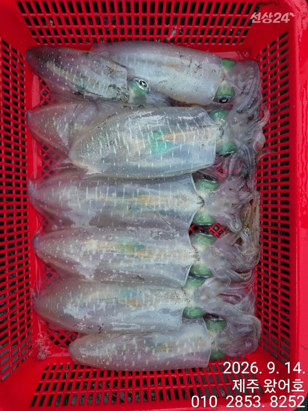제주왔어호_사진_20260914_14.jpg